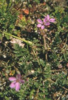Erodium cicutarium